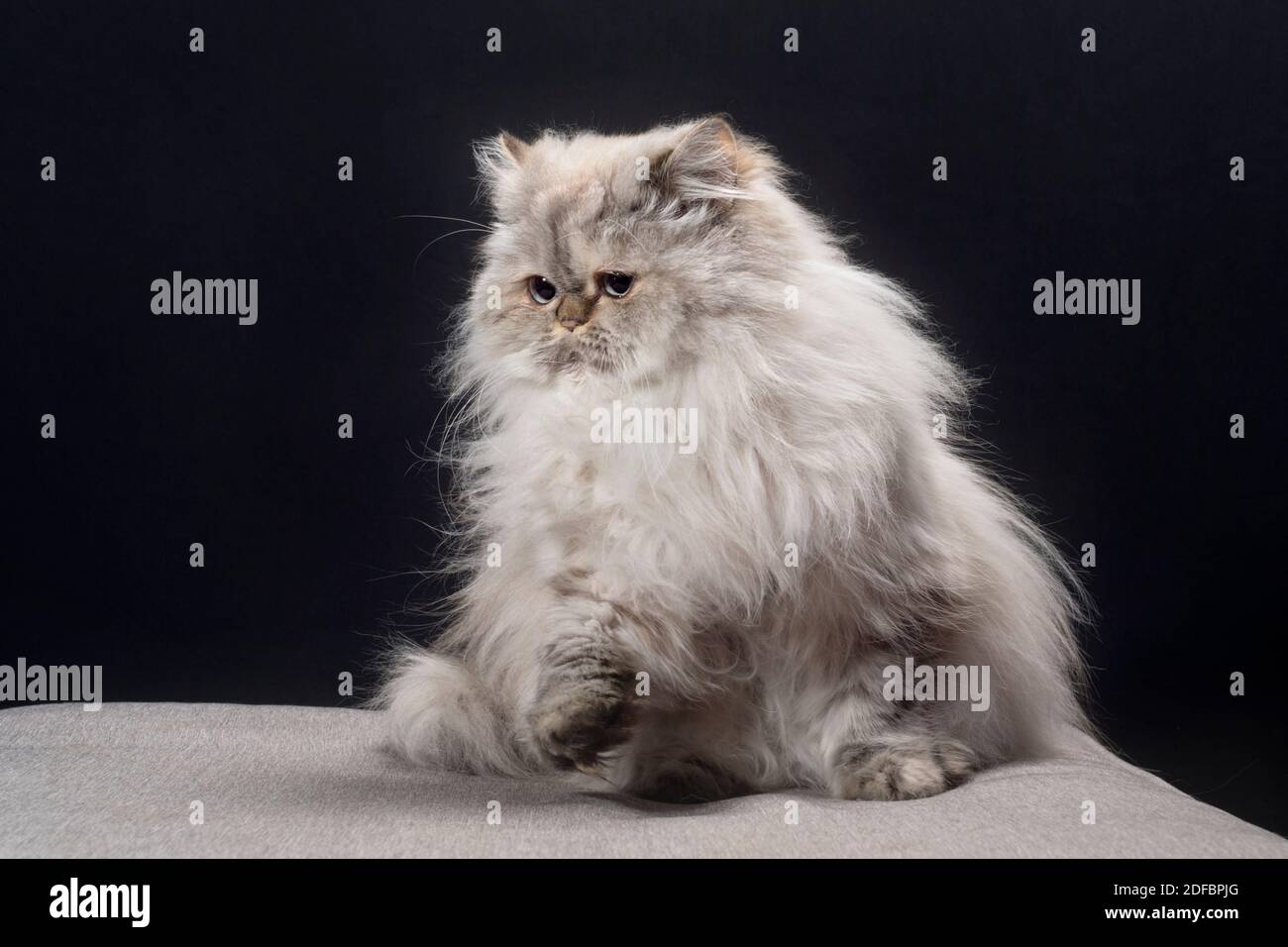 Peluche chat persan sale
