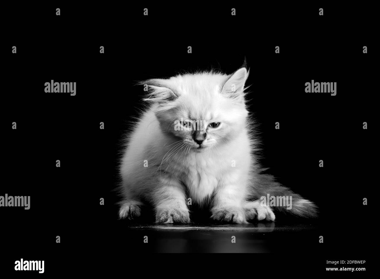 Funny Kitten Sur Fond Noir Portret Noir Et Blanc Petit Chaton Moelleux Du Chat Mascarade Neva Sous Espece Du Chat Siberien Photo Stock Alamy