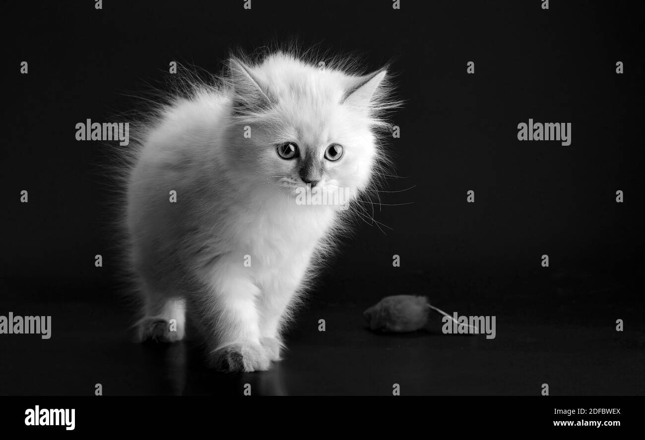 Funny Kitten Sur Fond Noir Portret Noir Et Blanc Petit Chaton Moelleux Du Chat Mascarade Neva Sous Espece Du Chat Siberien Photo Stock Alamy