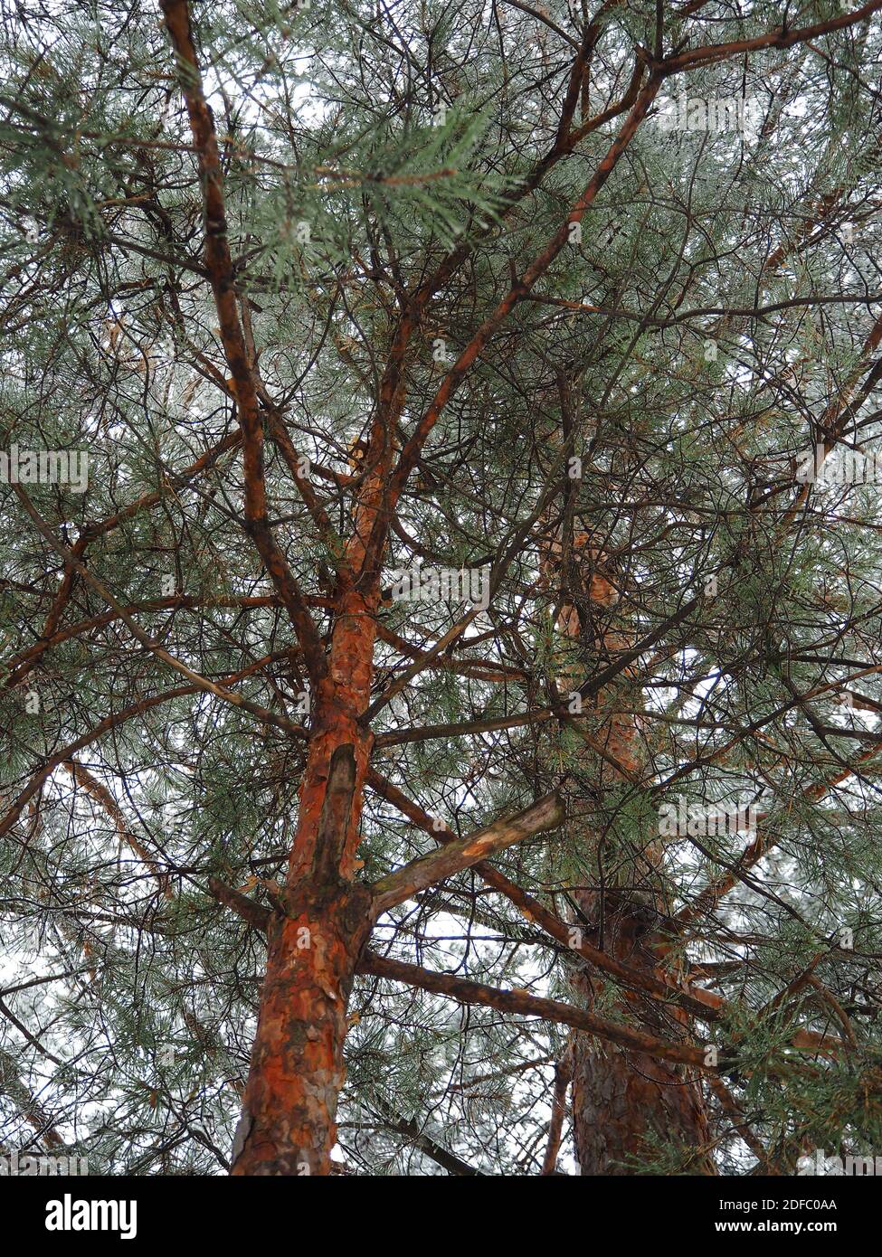 Un grand acajou. Un grand conifères dans la forêt, avec la texture de l'écorce de tronc, la vue de Banque D'Images