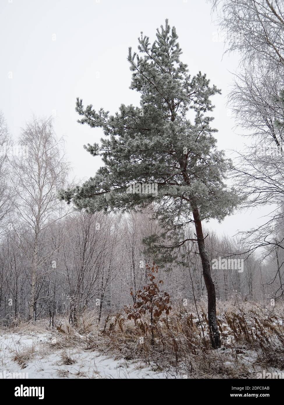 Un grand acajou. Un grand conifères dans la forêt, avec la texture de l'écorce de tronc, la vue de Banque D'Images