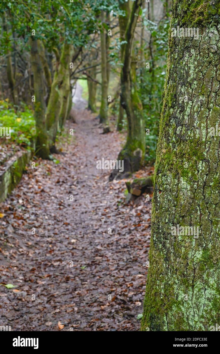 Sentier à travers un parc boisé, Royaume-Uni, avec des feuilles sur le sol et des arbres couverts de mousse verte de chaque côté du chemin Banque D'Images