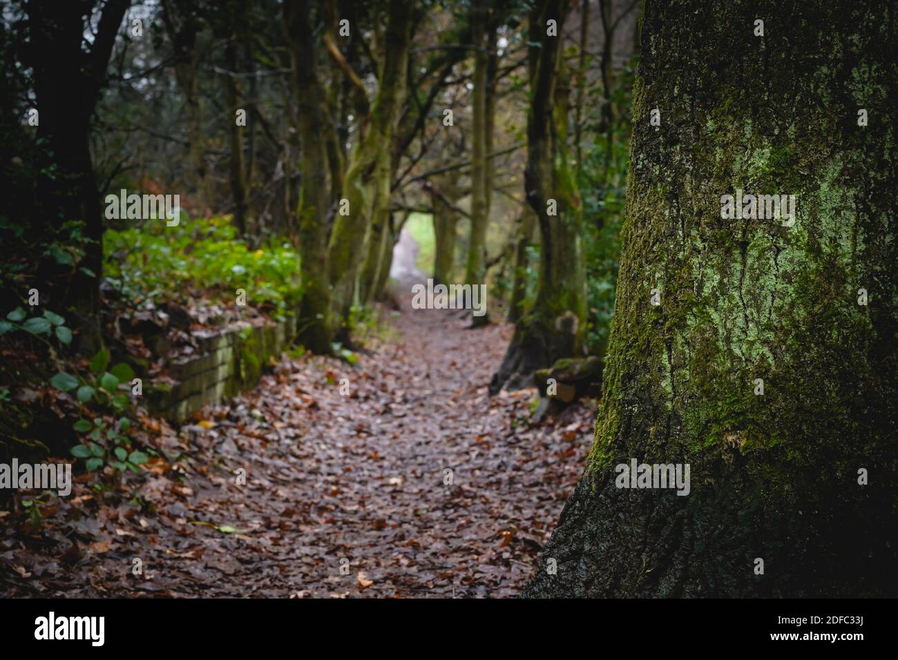 Chemin à travers un parc sombre et boisé avec des feuilles sur le sol et des arbres couverts de mousse verte de chaque côté du chemin. Banque D'Images