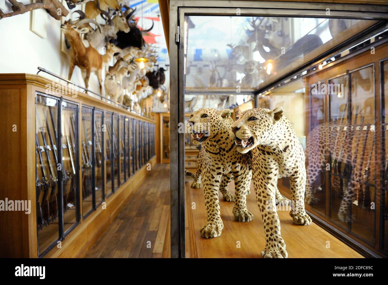 France, Paris, quartier du Marais, Musée de la chasse et de la nature dans le H?tel de Gu?n?gaud, Cheetah taxidermisé Banque D'Images