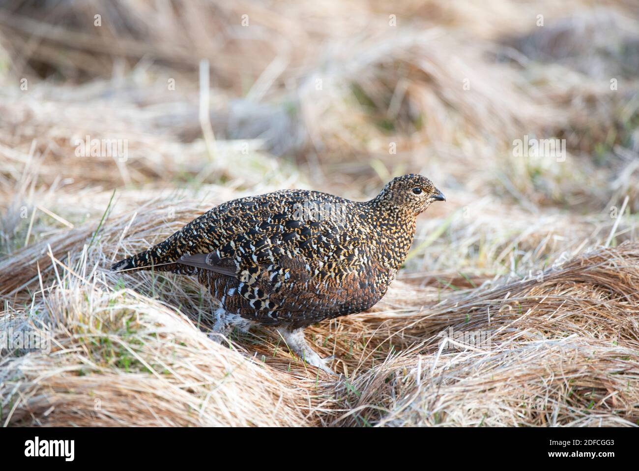 Un portrait de Hen Red Grouse Banque D'Images