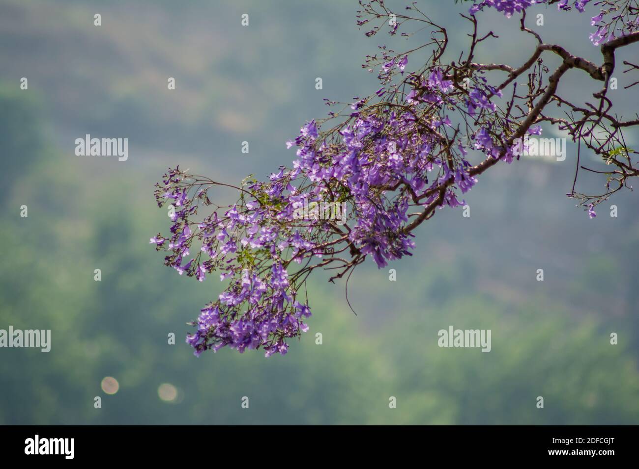 Violet Haze: Jacaranda arbre fleurs violettes contre ciel bleu Banque D'Images