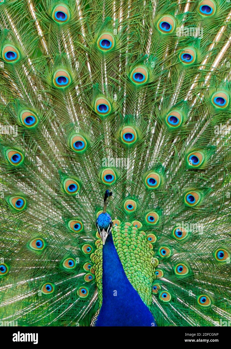 Peacock (Pavo cristatus) résumé Banque D'Images