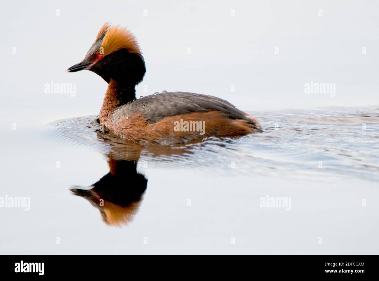 Grebe slavonienne dans le plumage reproductrice, Écosse. Banque D'Images