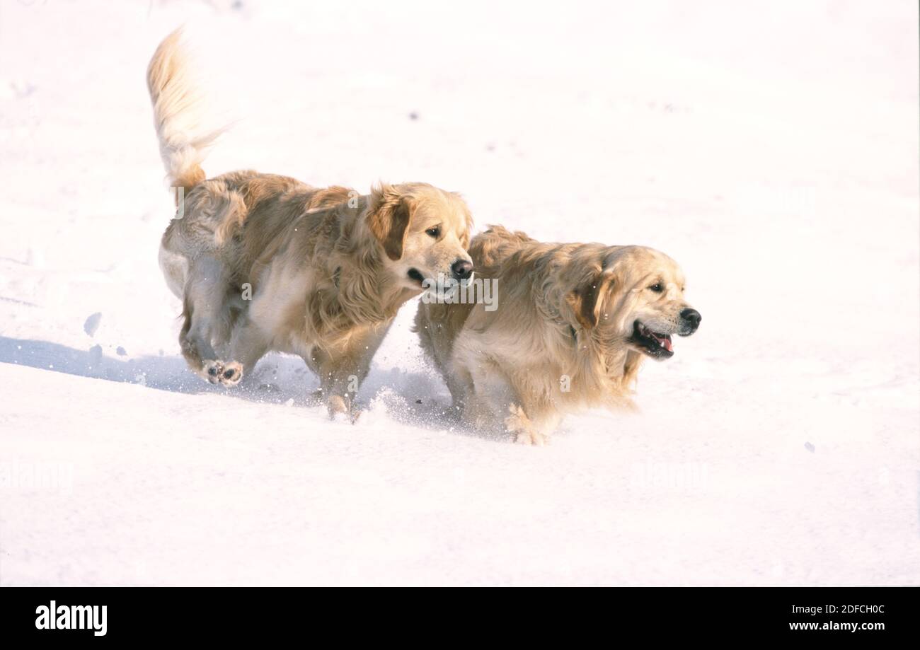 Golden Retrievers jouant dans la neige, Écosse. Banque D'Images