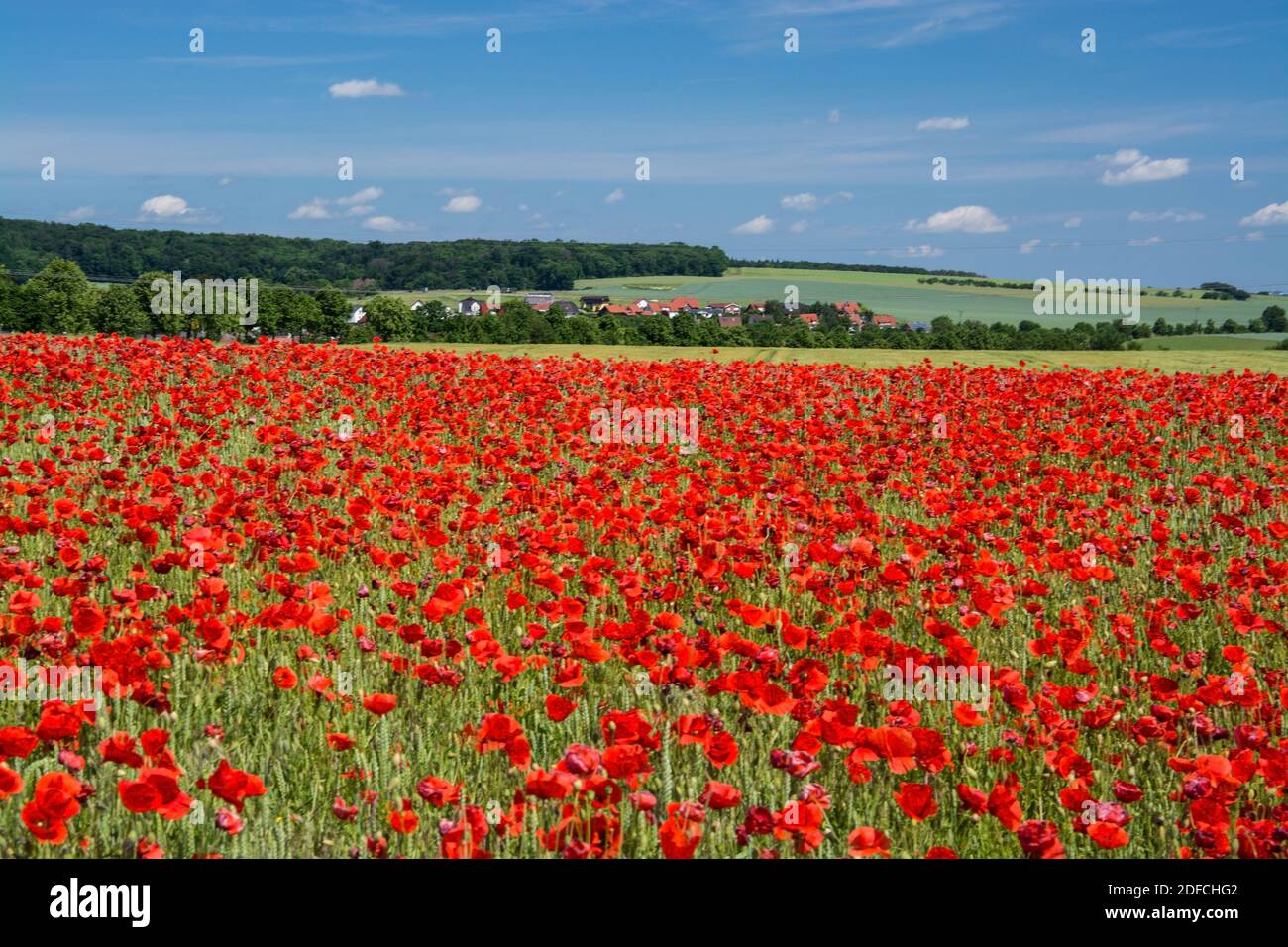 Die roten leuchtend Blüten des dans la Mitteleuropa wilden Klatschmohns, Papaver rhoeas, blühen ab Ende Mai kennzeichnen und den Beginn des Frühsommers Banque D'Images