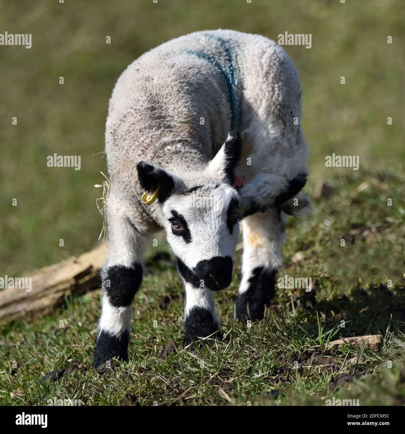 Kerry Hill Sheep (Lamb) rare race Angleterre Royaume-Uni Banque D'Images