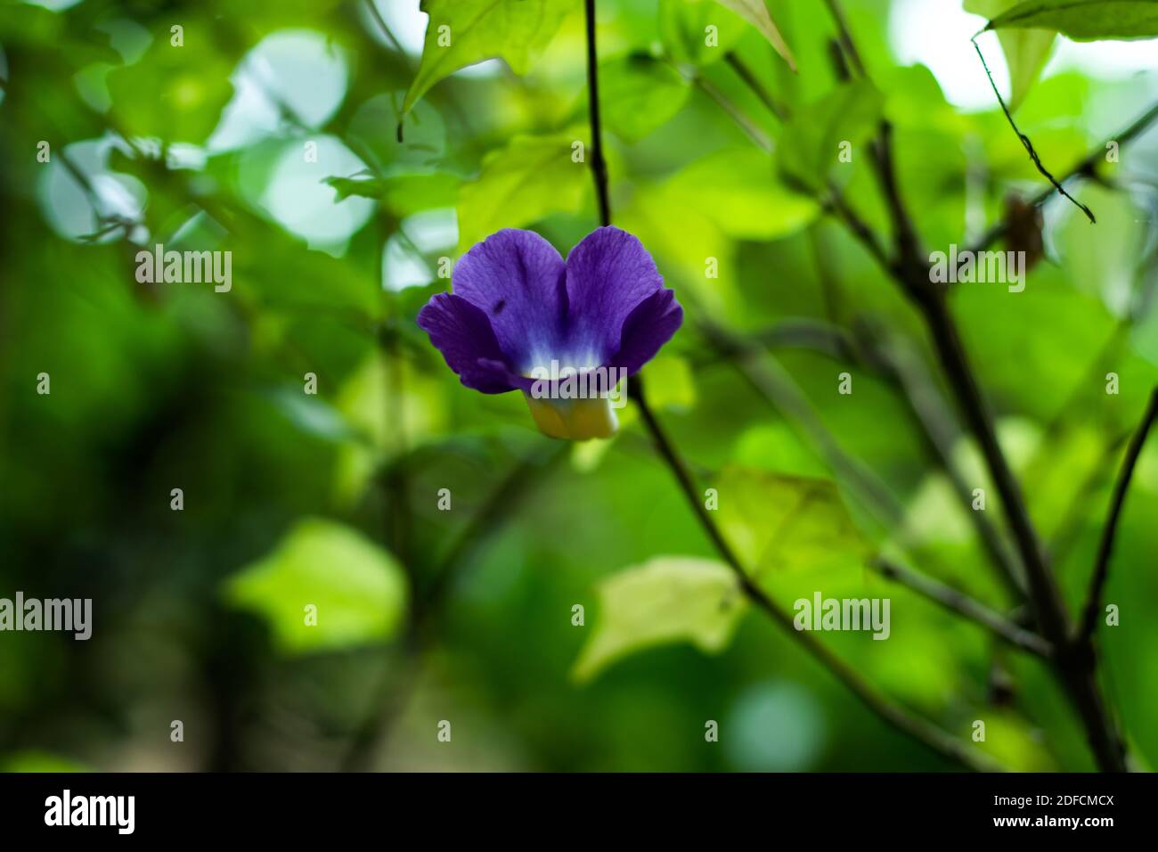 Très belle fleur d'horlogerie de Bush violet et jaune Banque D'Images