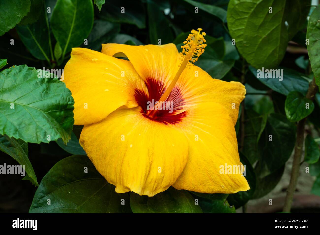 Hibiscus chinois ou grande fleur de joba jaune ou Hibiscus rosa-sinensis Banque D'Images