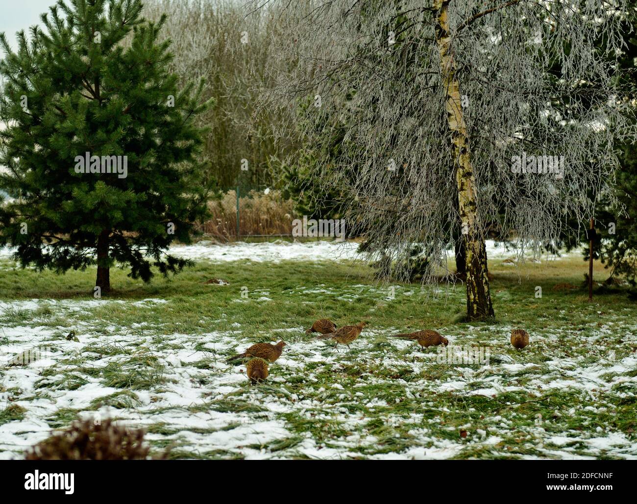 Pheasnt les femmes à la recherche de nourriture dans l'herbe sous la neige dans la cour arrière. Les bouleaux et les pins en arrière-plan.. Banque D'Images
