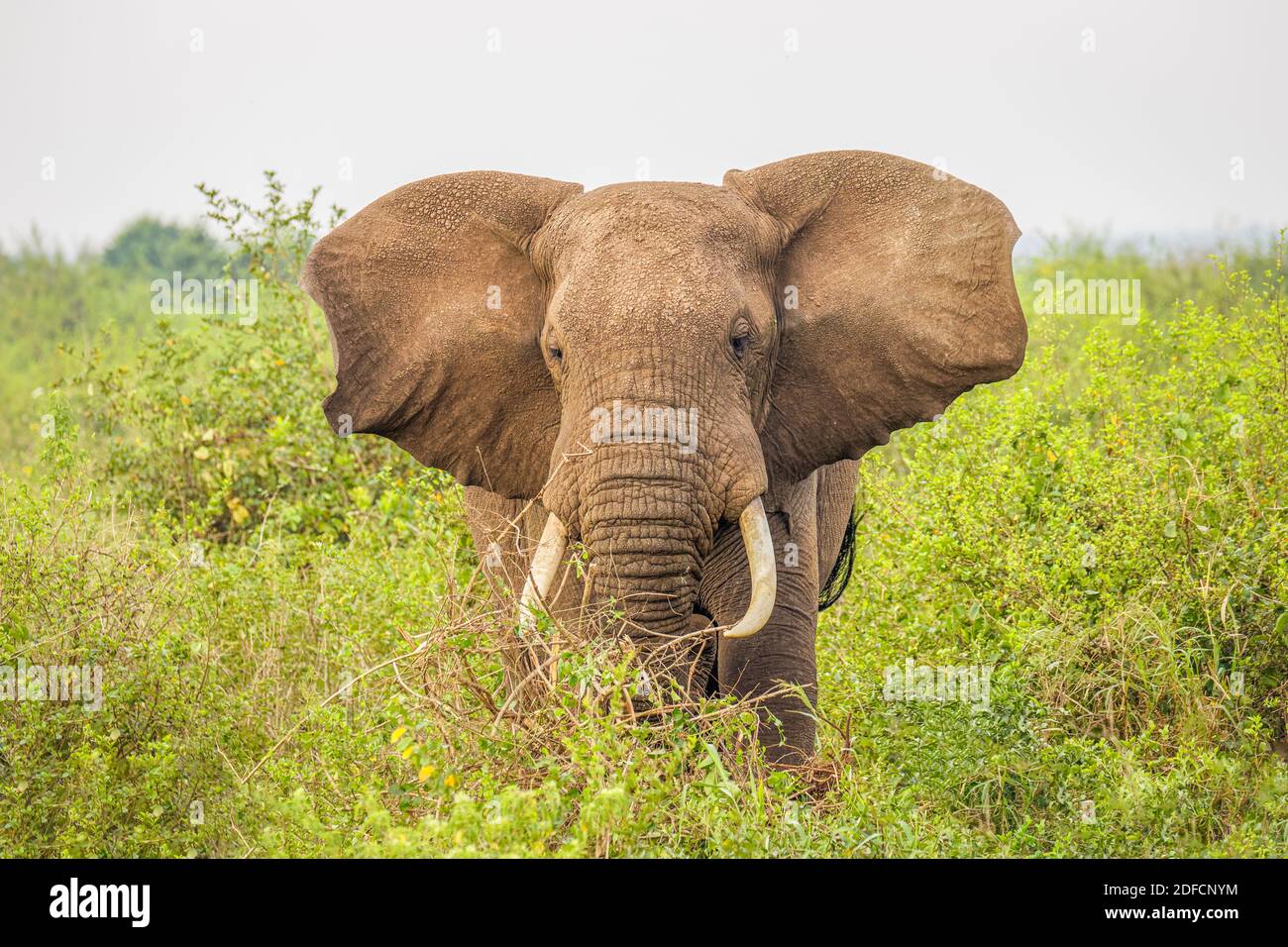 Un éléphant ( Loxodonta Africana) mangeant, parc national de la Reine Elizabeth, Ouganda. Banque D'Images