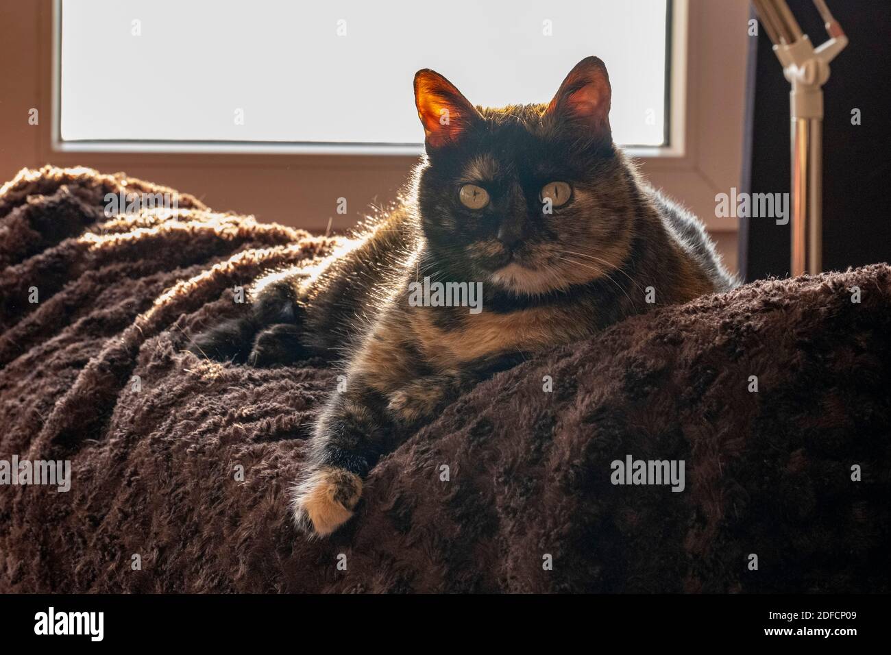 Chien Aux Yeux Verts Banque De Photographies Et D Images A Haute Resolution Alamy Chien Aux Yeux Verts Banque De Photographies Et D Images A Haute Resolution Alamy
