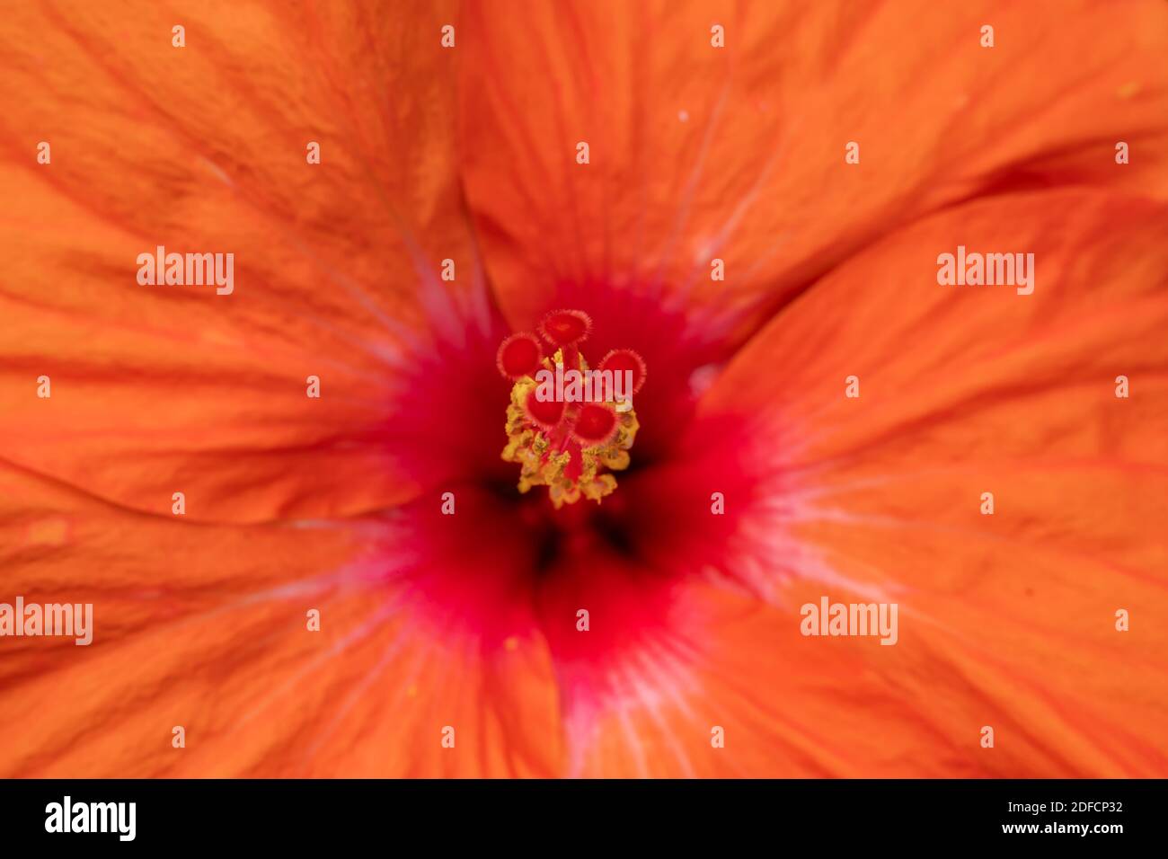 Hibiscus rosa-Sinensis ou fleur de travail belles gros plans Banque D'Images