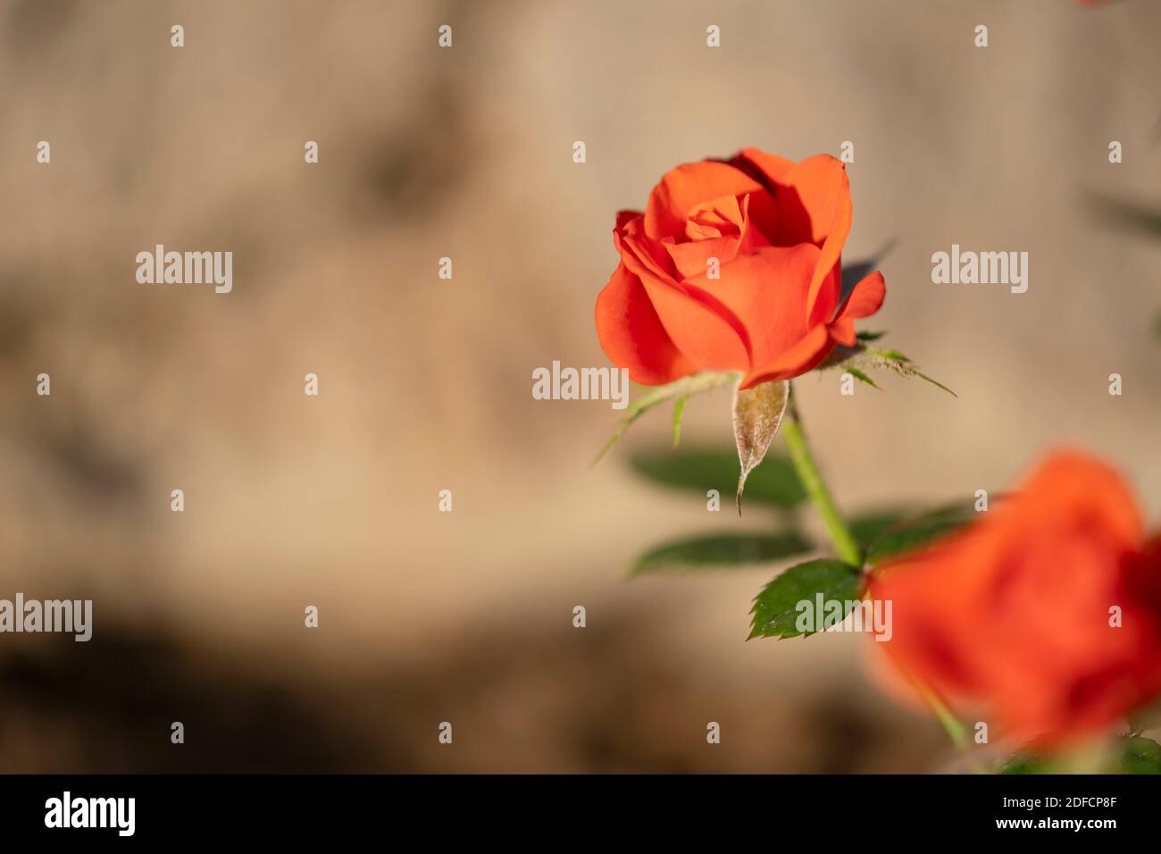 Concentrez-vous sur une seule rose rouge avec un espace de copie. Fleur aux couleurs vives à la lumière du jour. Banque D'Images