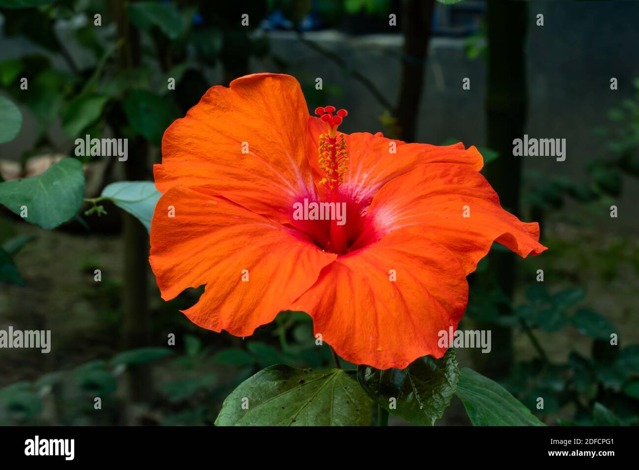 Orange grande fleur de joba ou Hibiscus rosa-sinensis que l'hibiscus chinois Banque D'Images