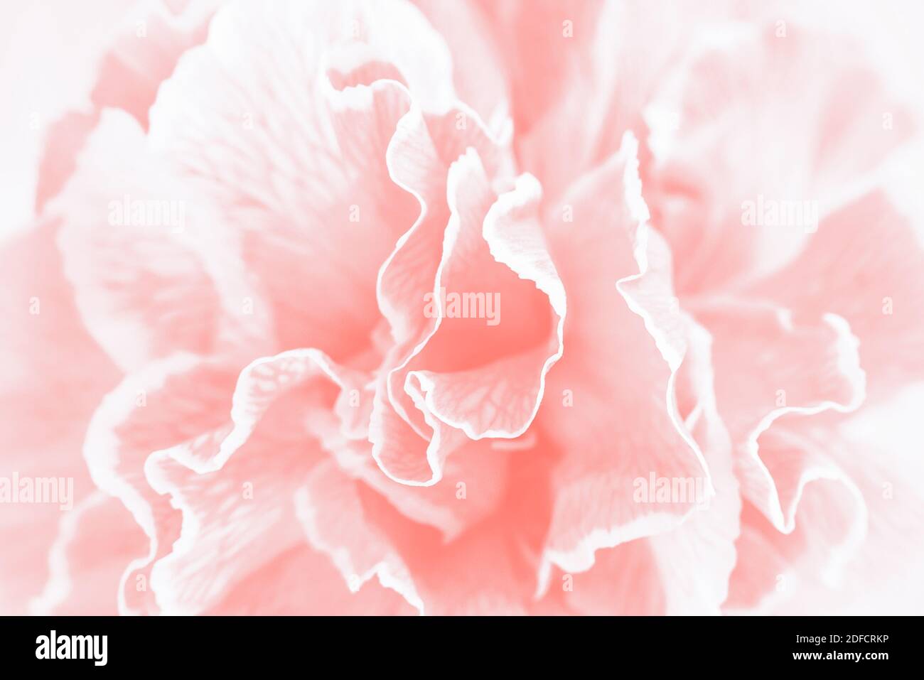 Arrière-plan de fleur de carnation de corail rose, gros plan Banque D'Images Arrière-plan de fleur de carnation de corail rose, gros plan Banque D'Images