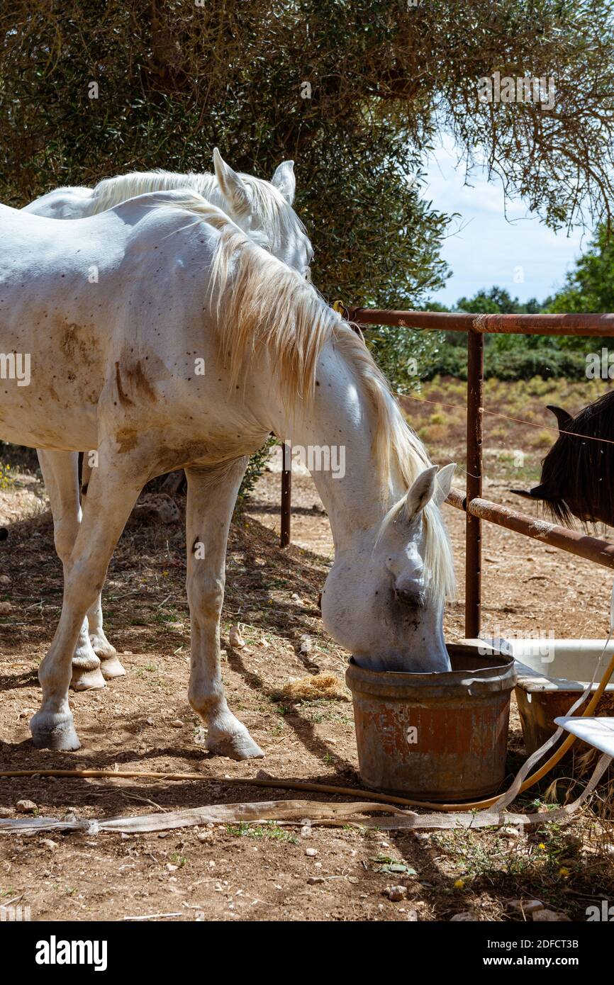 Une photo verticale d'un cheval mangeant d'un sale seau avec d'autres chevaux et la nature en arrière-plan Banque D'Images