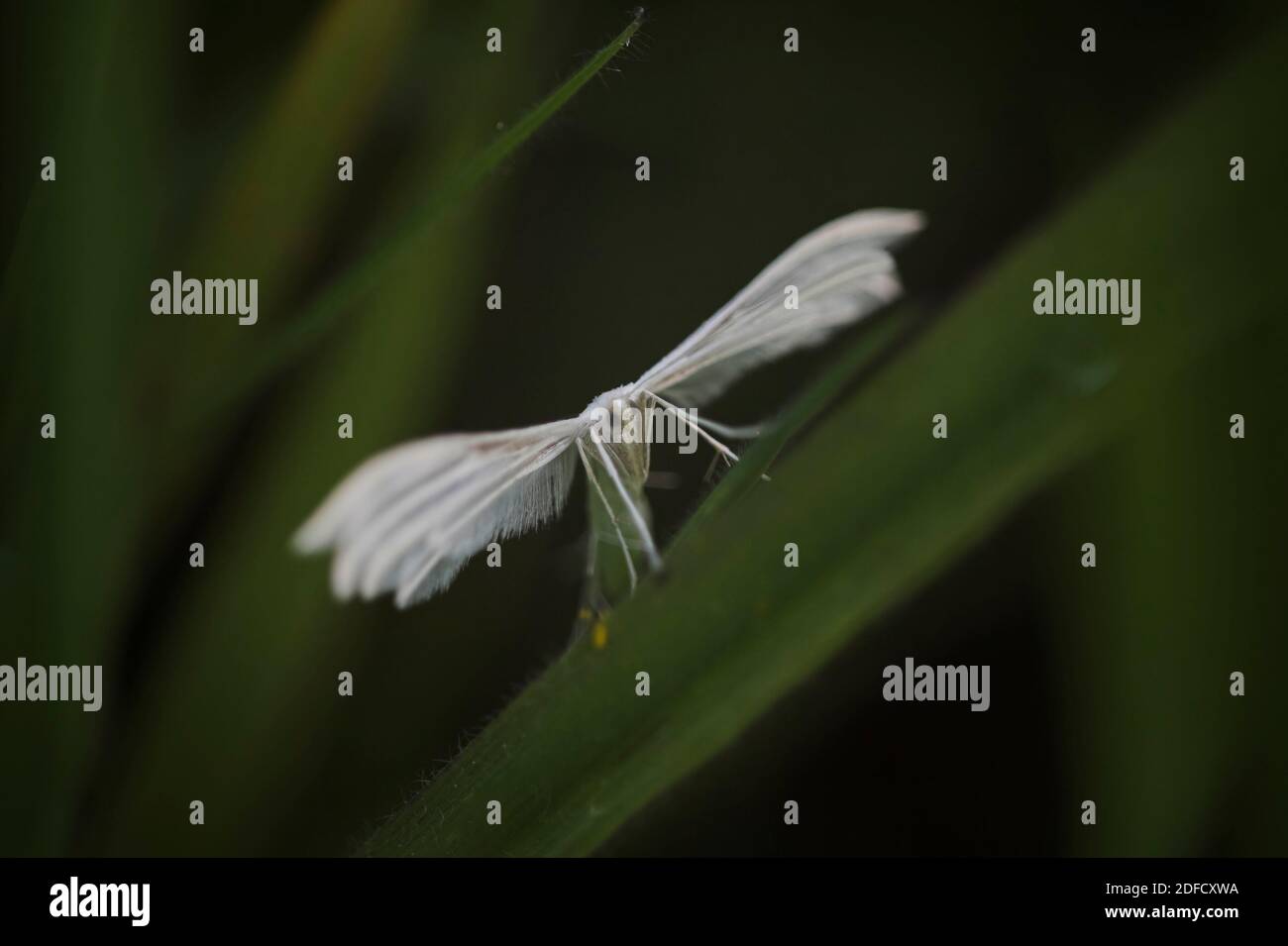 Moth Face Close Up Banque D Image Et Photos Alamy