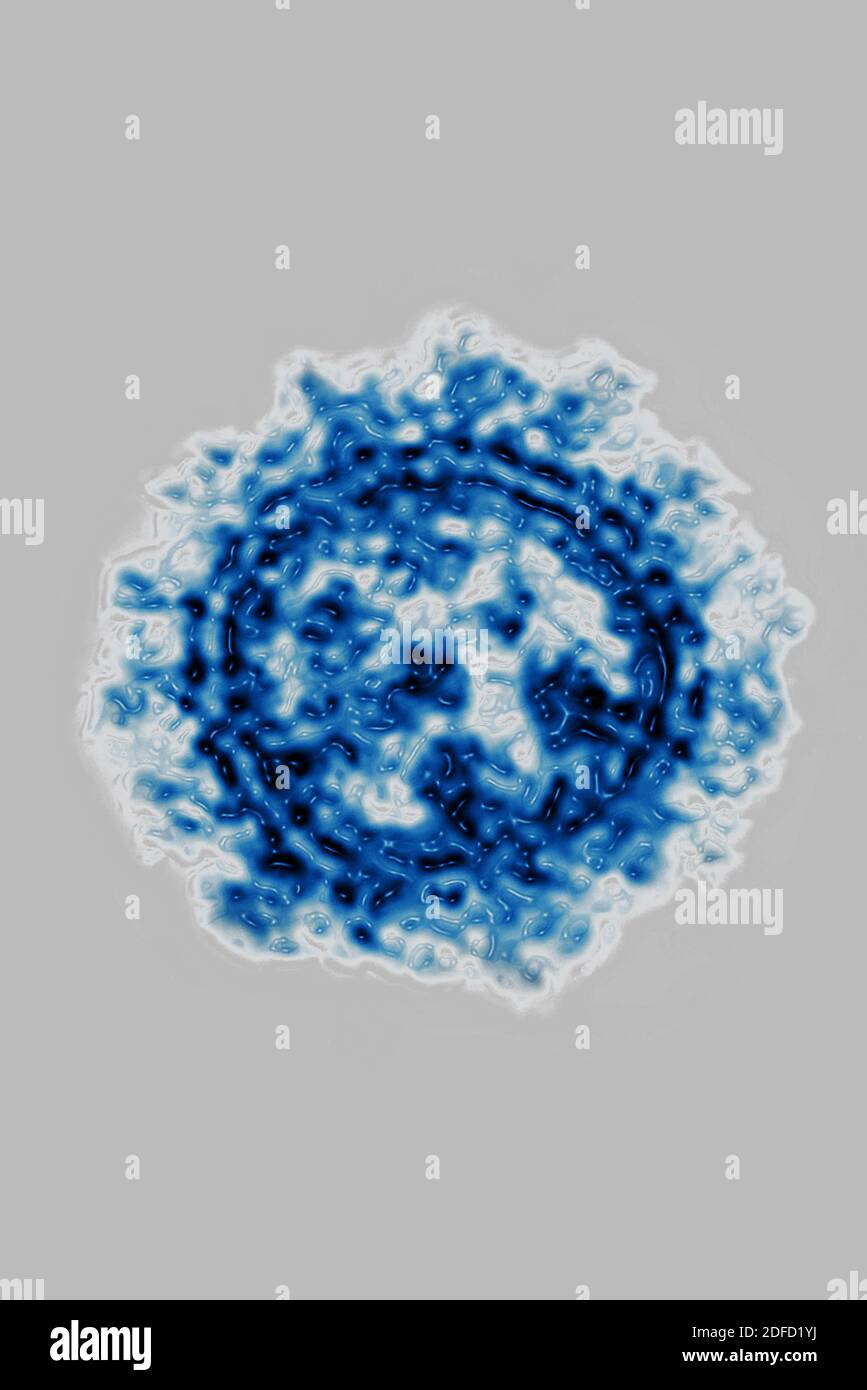 Coronavirus Banque D'Images