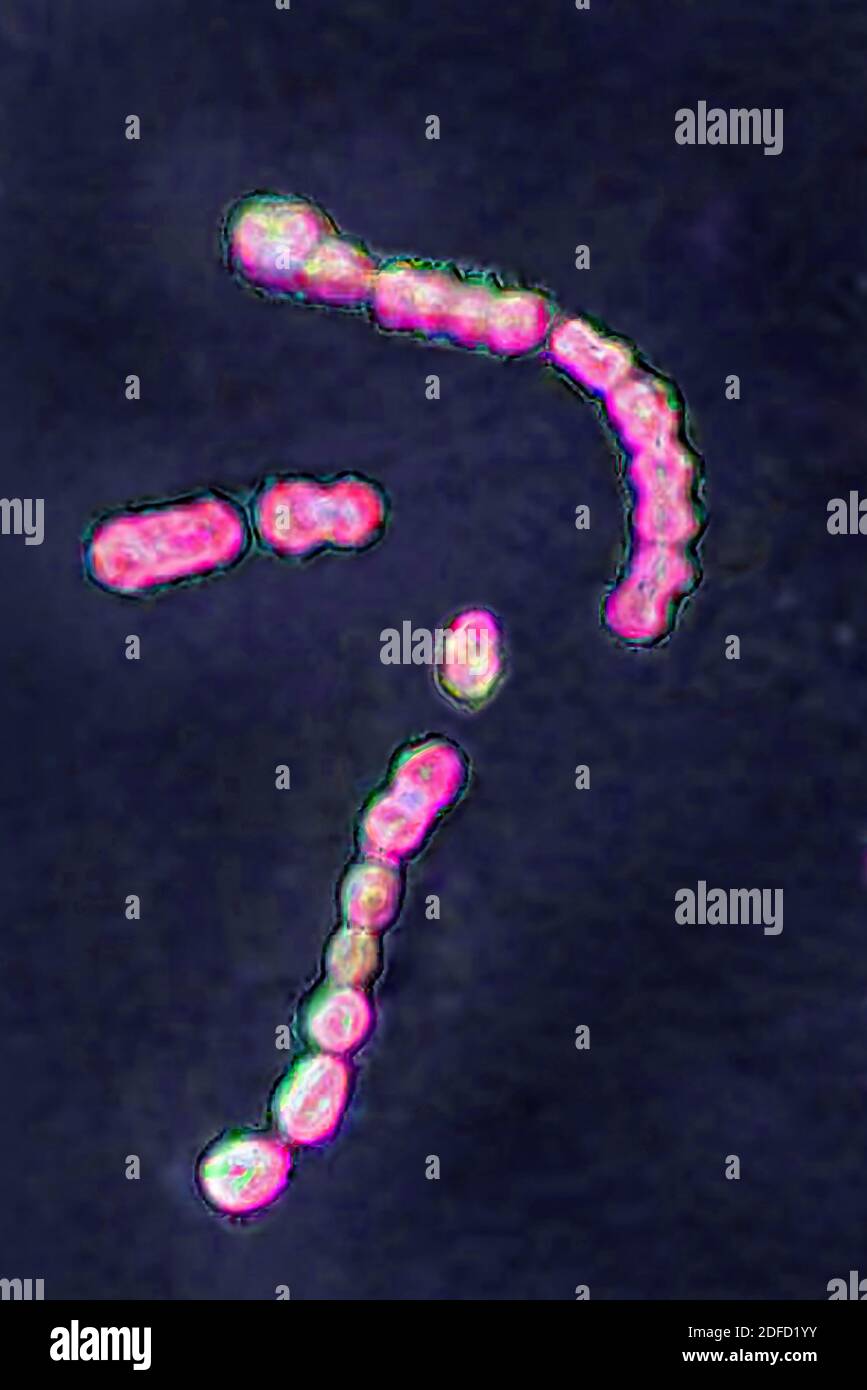 Streptococcus pyogenes Banque D'Images Streptococcus pyogenes Banque D'Images