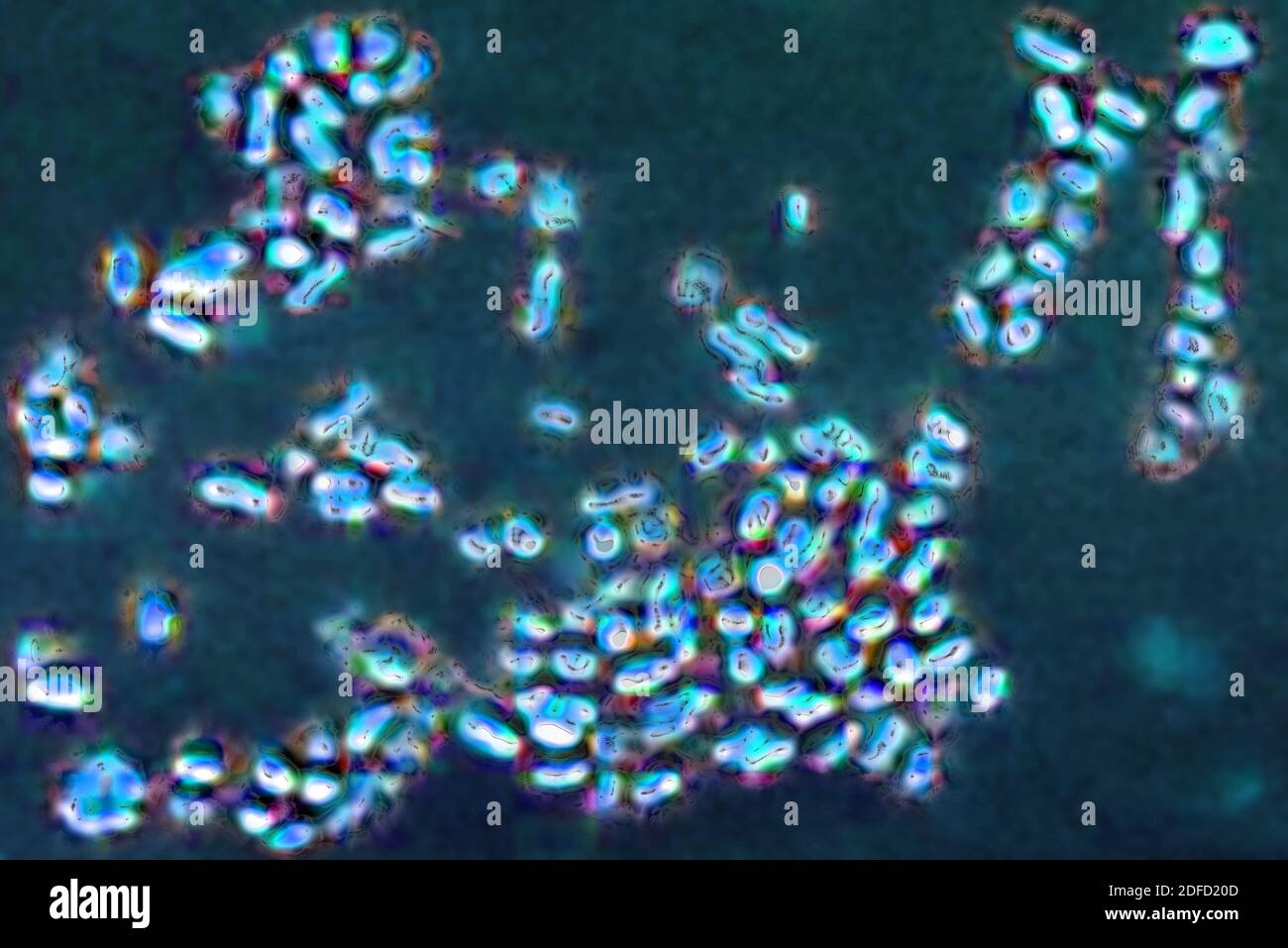 Bactéries Prevotella Banque D'Images