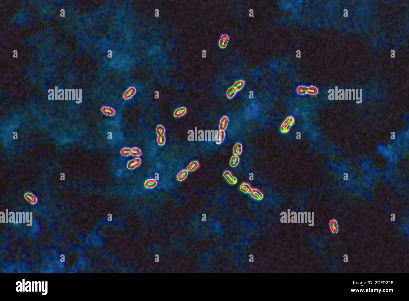 Bactéries pneumococciques Banque D'Images