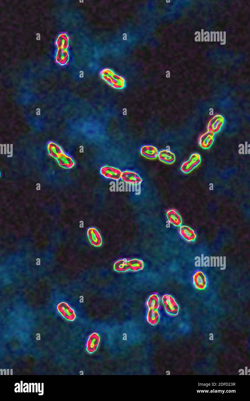 Bactéries pneumococciques Banque D'Images