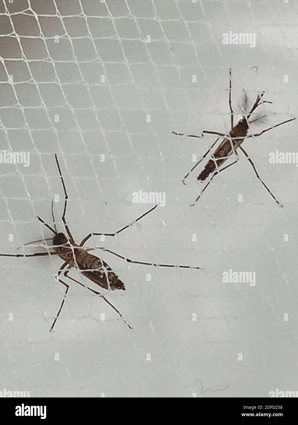 Moustiques Aedes aegypti Banque D'Images