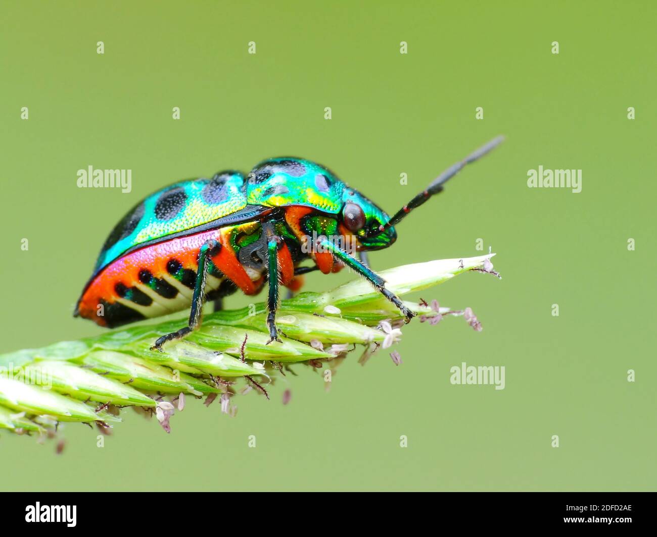 Activité des insectes dans la vie quotidienne Banque D'Images