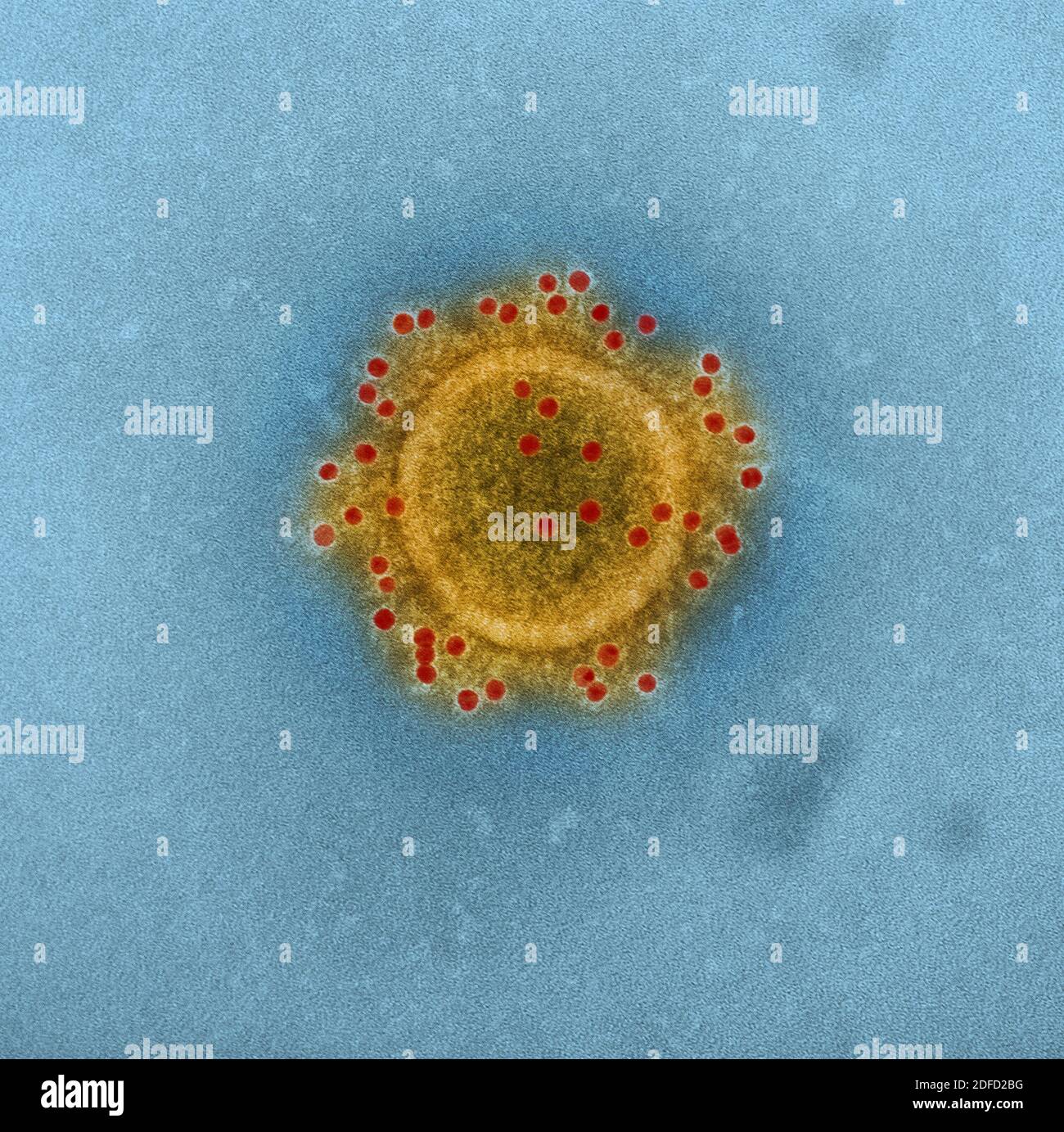 Particule du coronavirus mers Banque D'Images