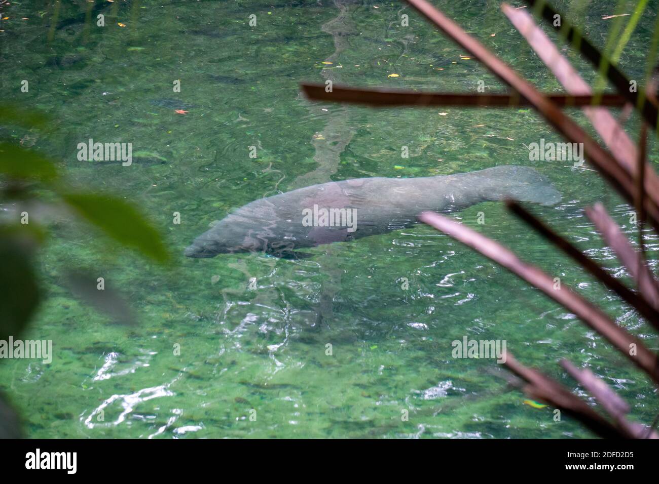 Manatee nageant en eau claire au parc national Blue Spring Floride Banque D'Images