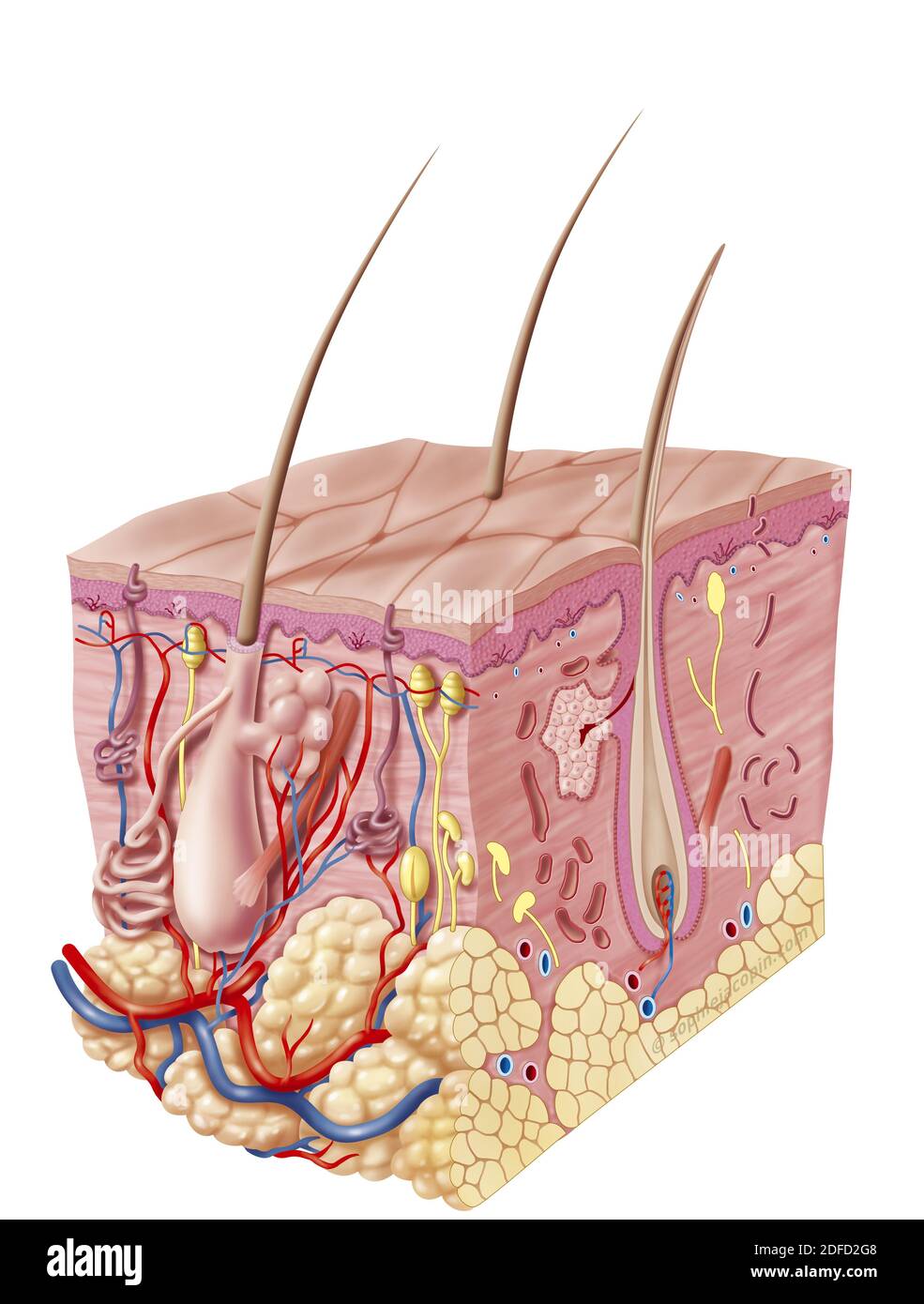 Peau adulte, système tégumentaire et ses appendices. Cette illustration représente une vue en coupe 3D de 3/4 de l'anatomie et de la structure de la peau wi Banque D'Images