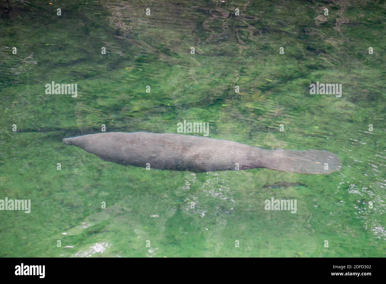 Manatee nageant en eau claire au parc national Blue Spring Floride Banque D'Images