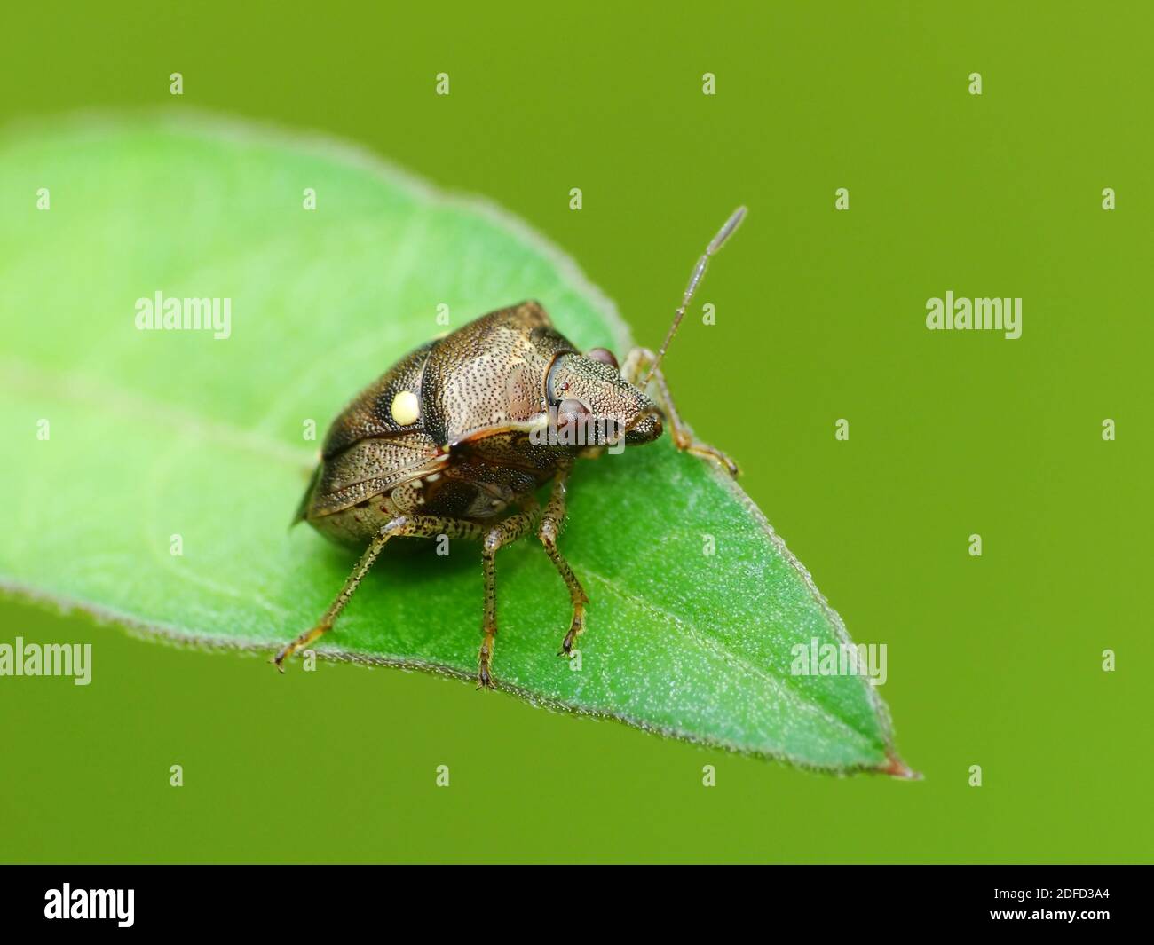 Activité des insectes dans la vie quotidienne Banque D'Images