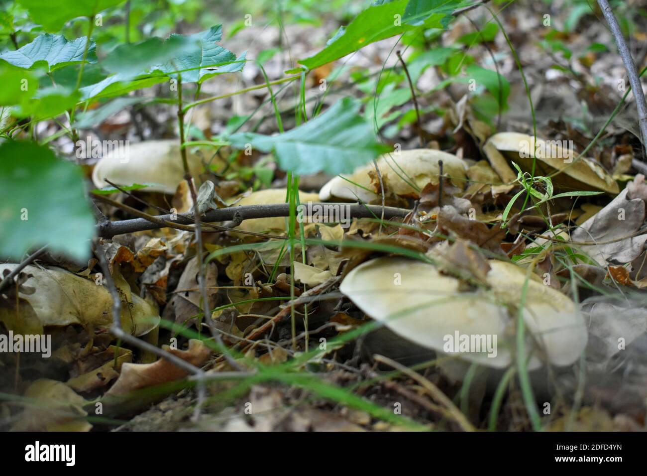 Champignons frais au début de l'automne Banque D'Images