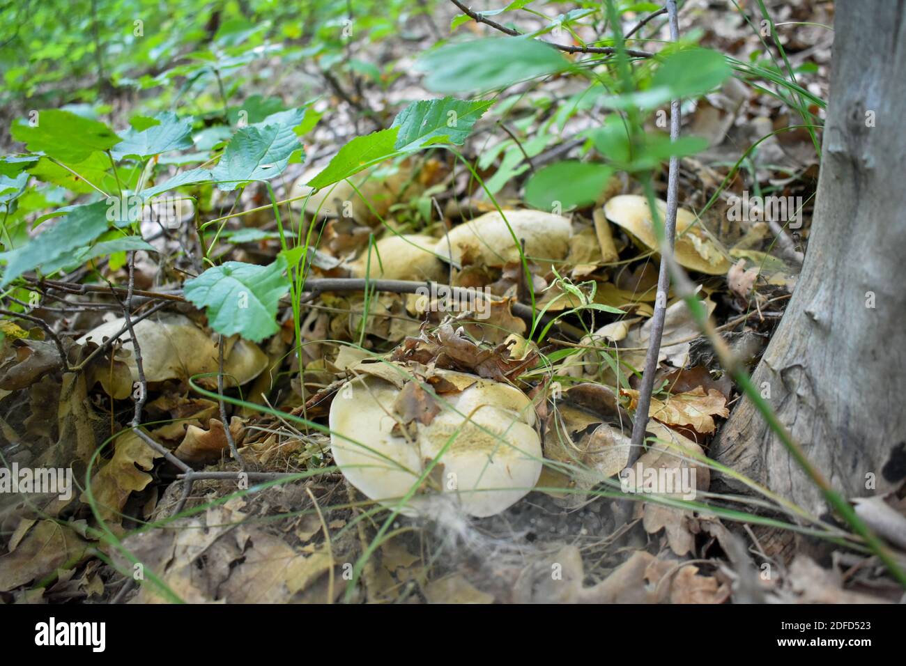 Champignons frais au début de l'automne Banque D'Images