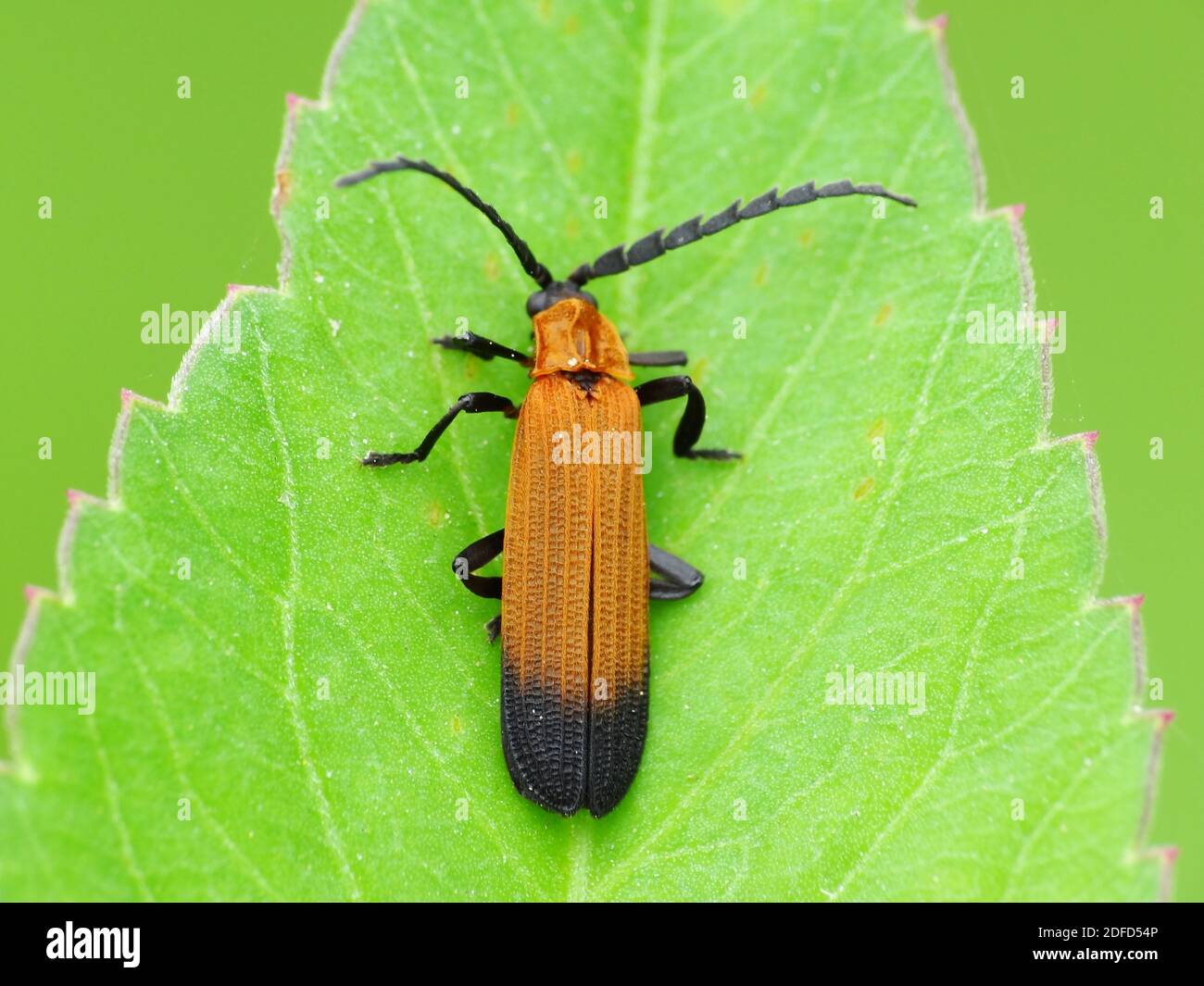 Activité des insectes dans la vie quotidienne Banque D'Images