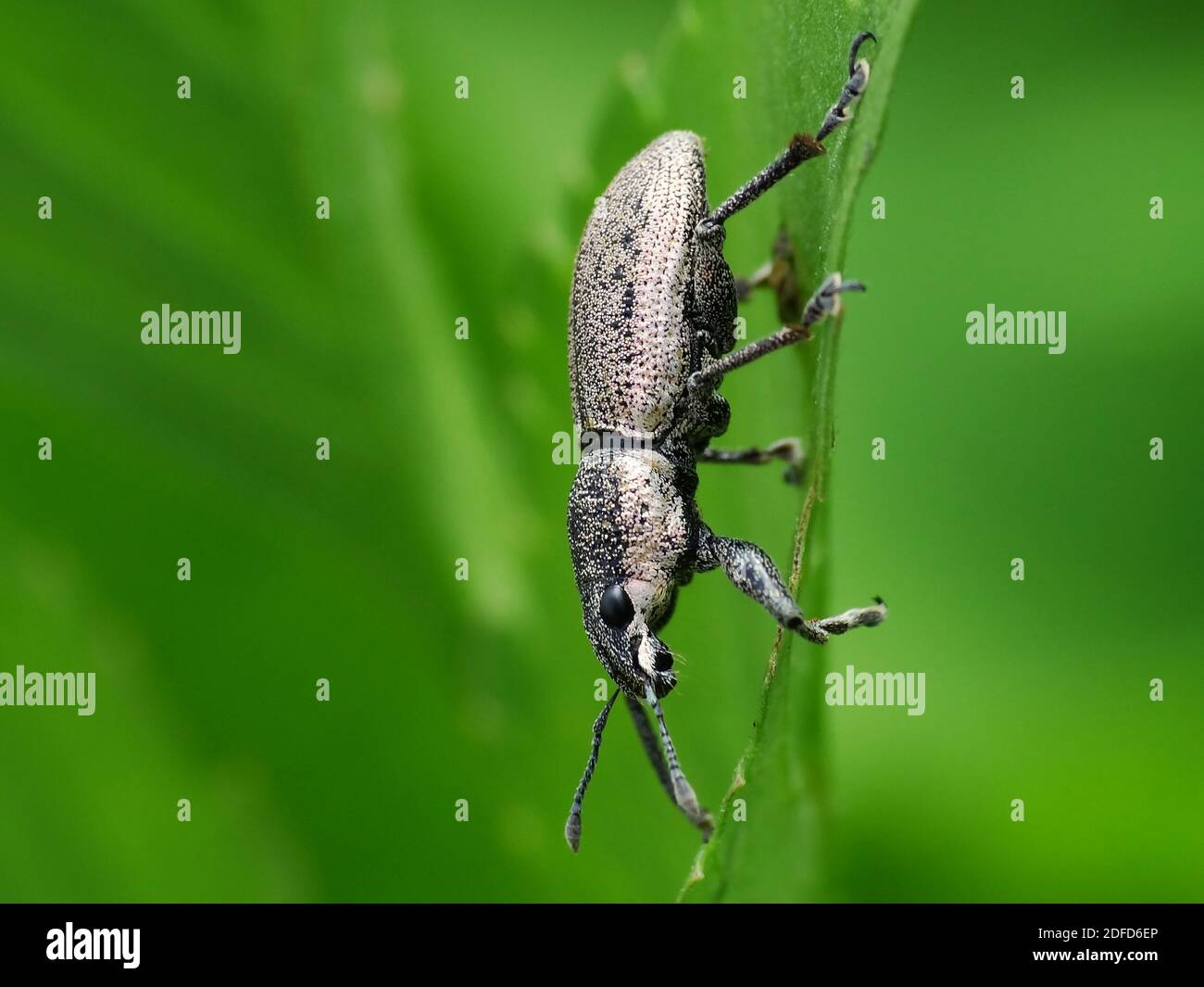 Activité des insectes dans la vie quotidienne Banque D'Images