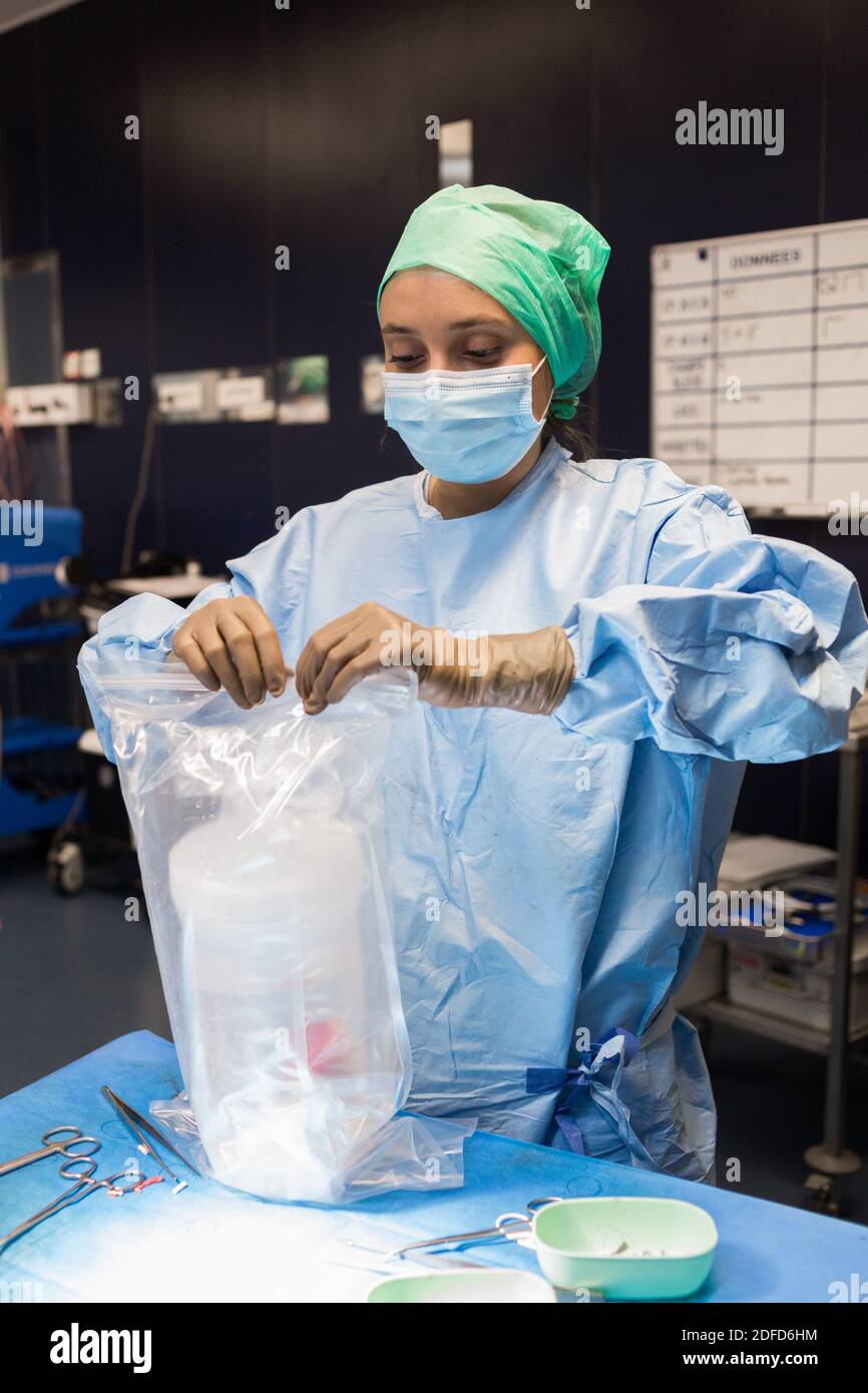 Enlèvement de rein par laparoscopie d'un donneur vivant apparenté, le rein stocké dans une solution froide en attendant la transplantation, Bordeaux hôpital, Fran Banque D'Images