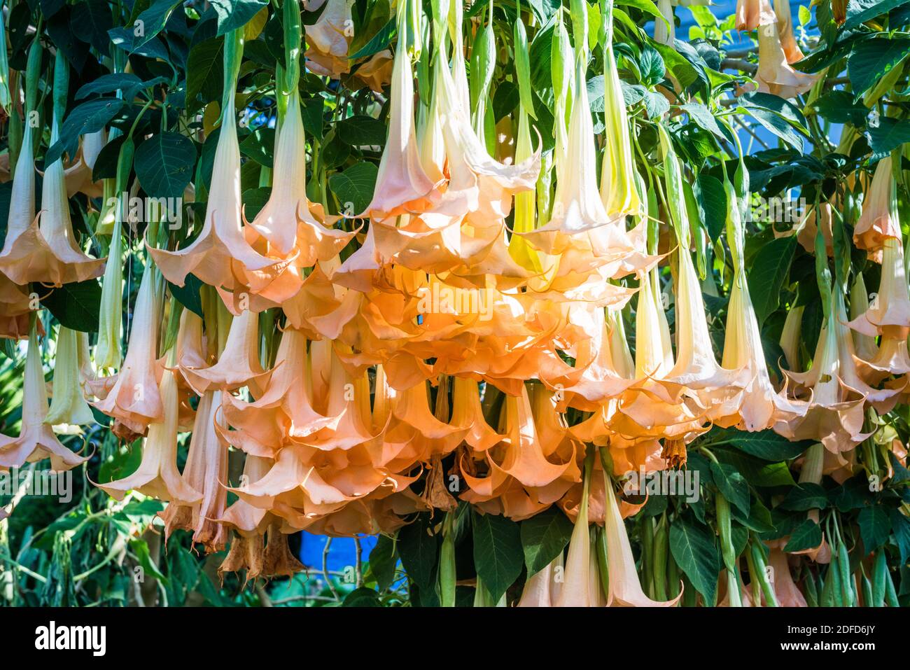 Datura, plante toxique contenant des alcaloïdes. Banque D'Images