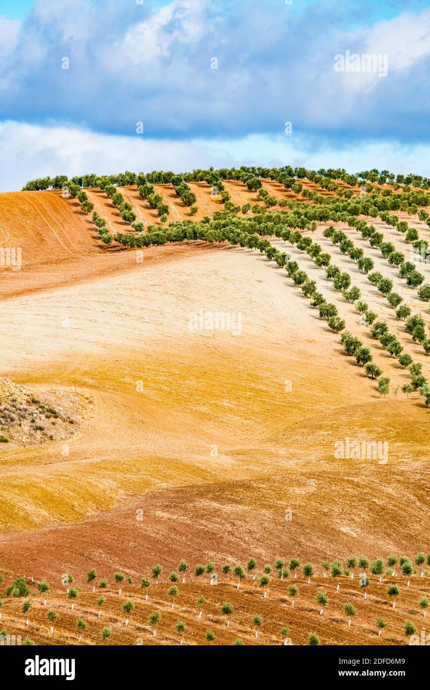 oliveraie, oliviers en Andalousie, Espagne. Banque D'Images