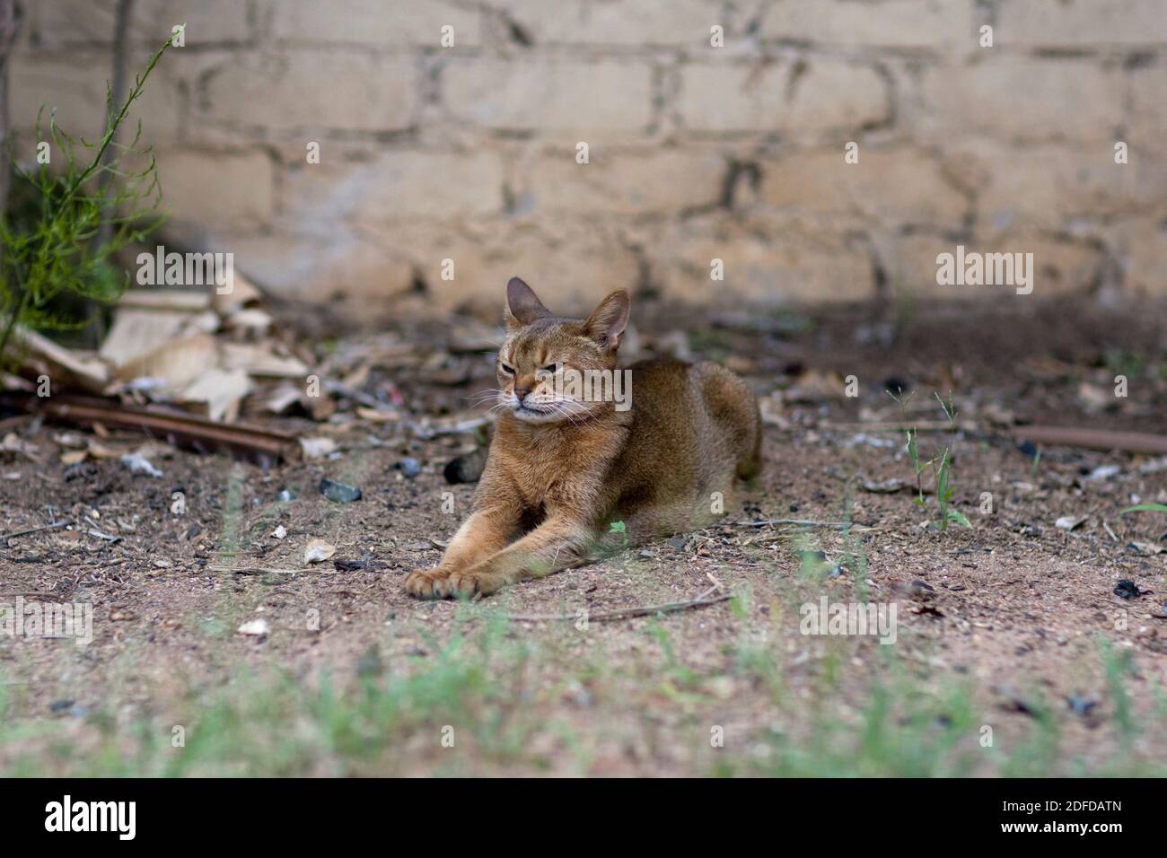 Un beau chat Abyssinien se trouve paisiblement, avec les jambes avant étendues, devant un mur de briques entouré de mauvaises herbes et de feuilles séchées. Banque D'Images