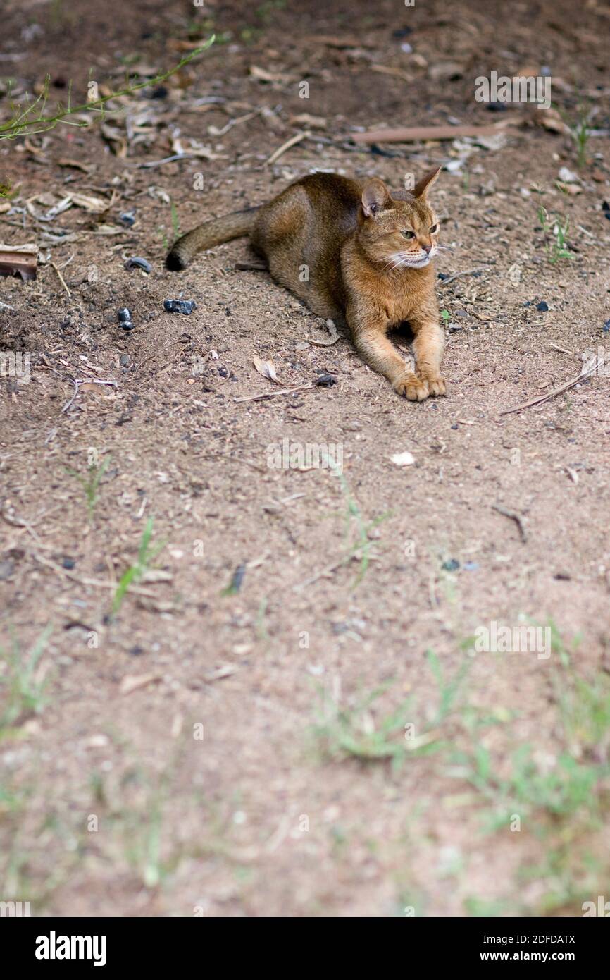 Un beau chat Abyssinien se trouve paisiblement, avec les jambes avant étendues, devant un mur de briques entouré de mauvaises herbes et de feuilles séchées. Banque D'Images