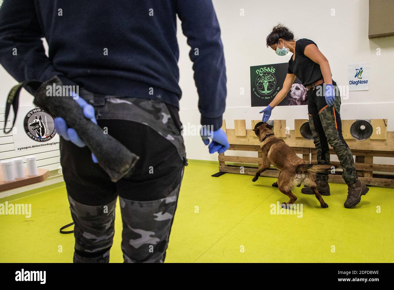 EXPÉRIENCES À L'ÉCOLE VÉTÉRINAIRE DE MAISONS-ALFORT DANS LA DÉTECTION DU COVID 19 PAR LES CHIENS POMPIERS, VAL DE MARNE, ILE DE FRANCE, FRANCE, EUROPE Banque D'Images