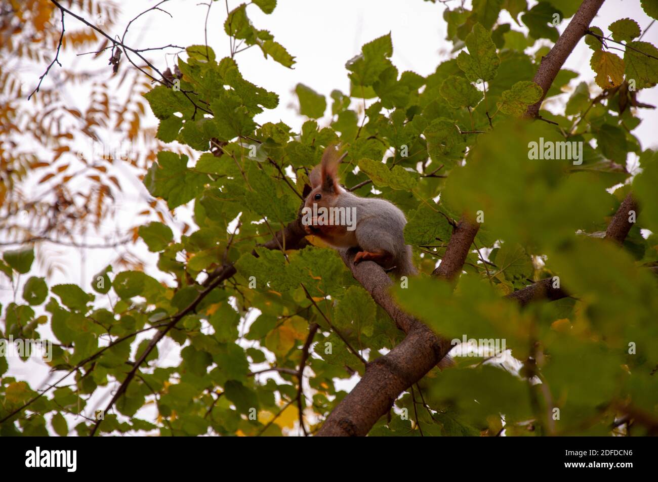 Un écureuil repose sur une branche d'arbre et tient un châtaignier dans ses pattes. Banque D'Images