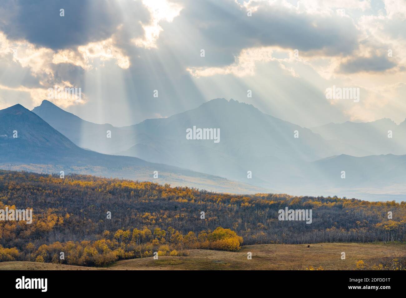 Vaste prairie et forêt en bel automne. Lumière du soleil passant par le ciel bleu et les nuages sur les montagnes. Automne couleur paysage arrière-plan. Waterton Scenic Spot, Banque D'Images